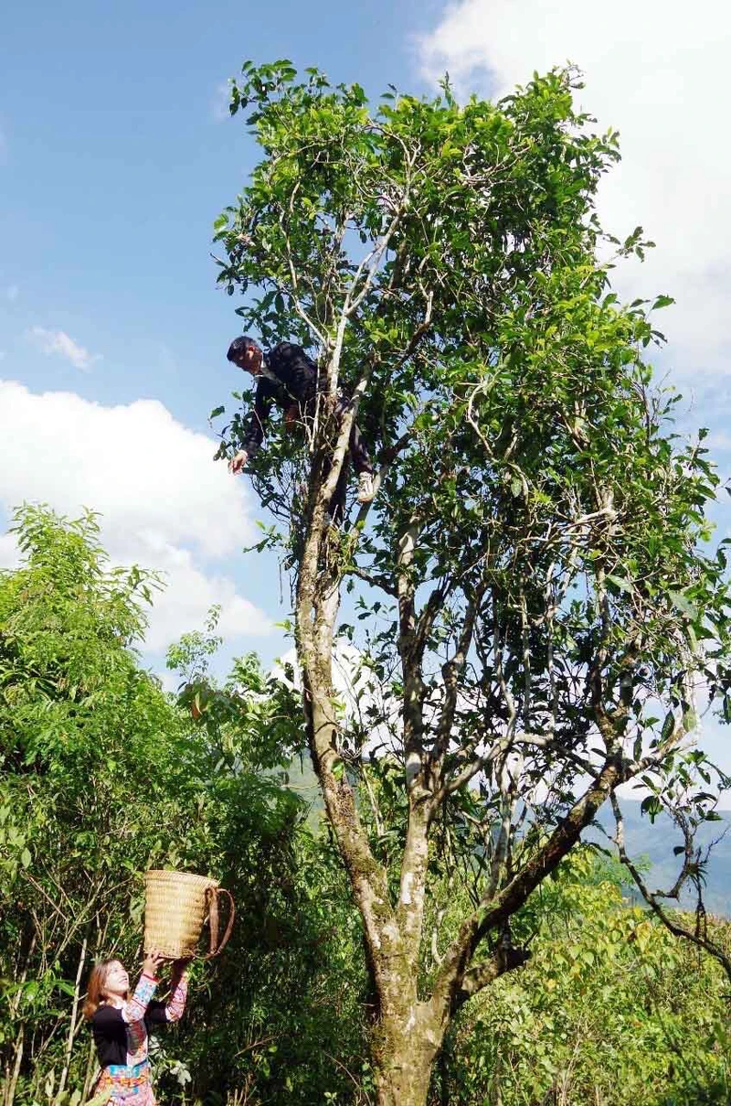 Người dân xã Mồ Sì San hái chè Shan tuyết.