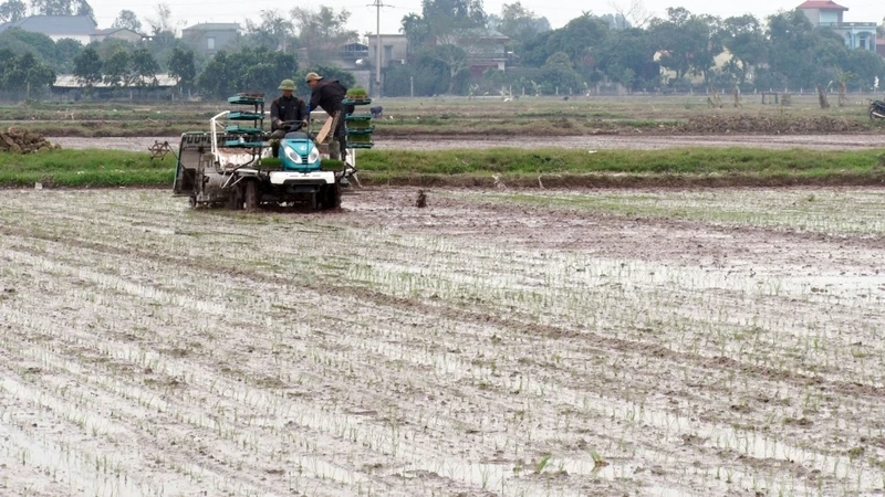 Cấy máy tại thị trấn Tân Thanh, huyện Thanh Liêm.