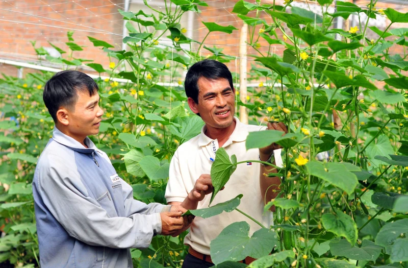 Đại diện Hợp tác xã Nông nghiệp tổng hợp An Phú, huyện Đức Trọng, Lâm Đồng hướng dẫn kỹ thuật canh tác cho nhà nông liên kết sản xuất.