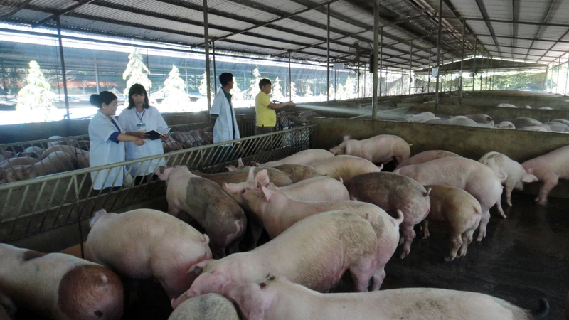 Nuôi lợn theo hướng an toàn sinh học tại huyện Xuân Lộc, Đồng Nai.