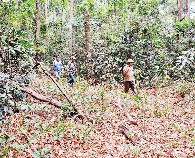 Tuần tra bảo vệ rừng tại rừng phòng hộ Bù Đăng (huyện Bù Đăng, tỉnh Bình Phước).