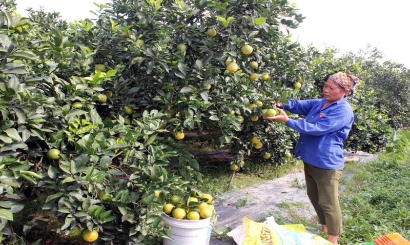 Nông dân xã Tam Đa, huyện Phù Cừ chuyển đổi từ cấy lúa sang trồng cam cho thu nhập cao từ 250 triệu đến 350 triệu đồng/ha. ( Ảnh PHẠM HÀ)