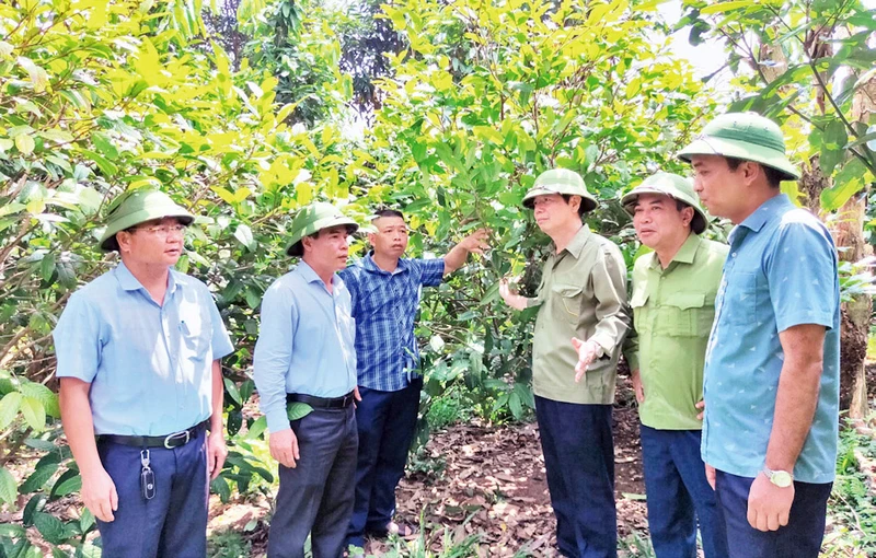 Mô hình trồng cây Trà hoa vàng ở huyện Ba Chẽ (Quảng Ninh) cho thu nhập hơn 500 triệu đồng/năm. (Ảnh QUANG THỌ)