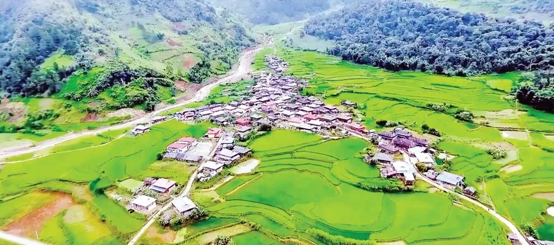 Giống lúa nếp Tan đặc sản làm nên sắc xanh tuyệt đẹp cho những cánh đồng Ngọc Chiến. Ảnh | Vietmountain Travel