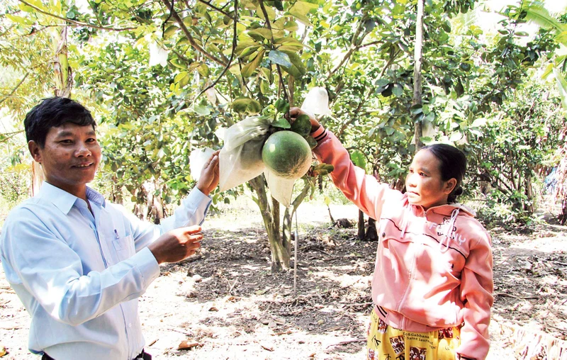 Cán bộ nông nghiệp xã Phước Bình, huyện Bác Ái, tỉnh Ninh Thuận hướng dẫn bà con áp dụng phương pháp chăm sóc bưởi da xanh theo hướng sản xuất nông nghiệp sạch.