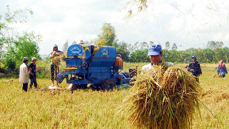 Nông dân huyện Thới Lai, thành phố Cần Thơ thu hoạch lúa. (Ảnh THANH VŨ)