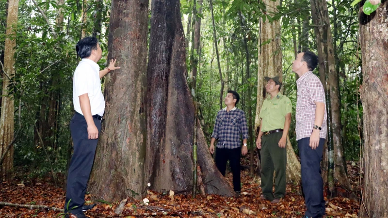 Rừng tự nhiên ở xã Mã Đà, huyện Vĩnh Cửu (Đồng Nai) đang được bảo vệ và phát triển tốt.