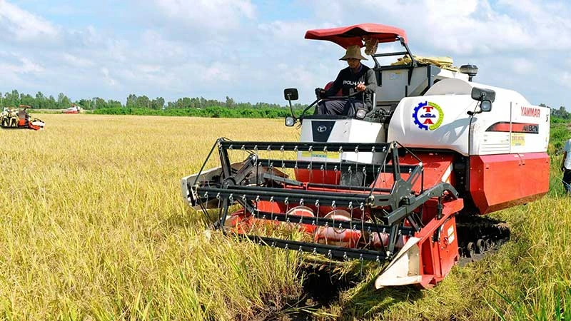 Sản xuất lúa chất lượng cao được triển khai ở nhiều địa phương nhằm nâng cao giá trị cho gạo xuất khẩu của Việt Nam. (Ảnh TRẦN MINH)