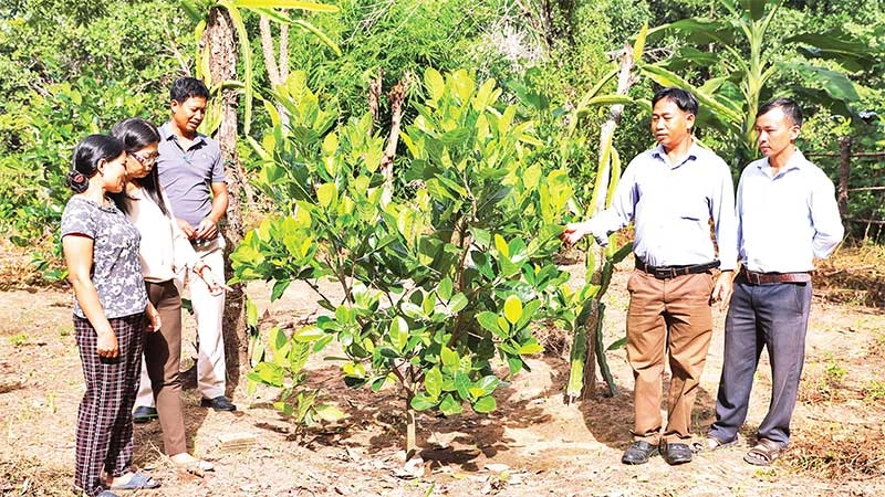 Đại diện Ban Dân vận Tỉnh ủy Đắk Lắk hướng dẫn người dân kỹ thuật trồng cây ăn trái cho năng suất cao.