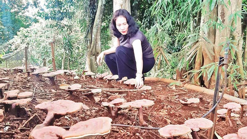 Mô hình trồng nấm linh chi đỏ dưới tán rừng của bà Mai Thị Thái.