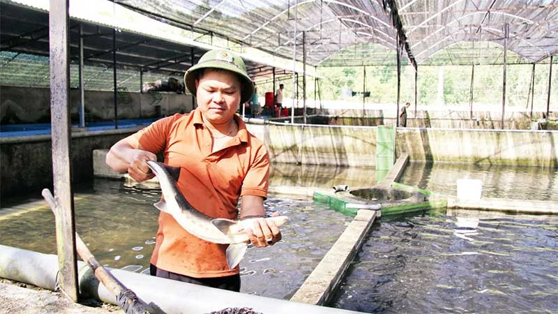 Trang trại nuôi cá tầm thương phẩm duy nhất ở huyện Bác Ái, tỉnh Ninh Thuận, đem lại doanh thu hơn 10 tỷ đồng/năm.