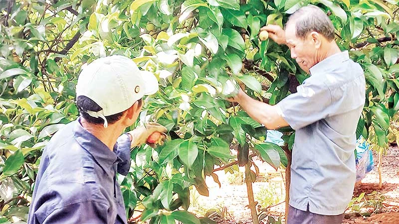 Sản phẩm trái măng cụt Tiên Phước đã được công nhận sản phẩm OCOP đạt 3 sao cấp tỉnh.