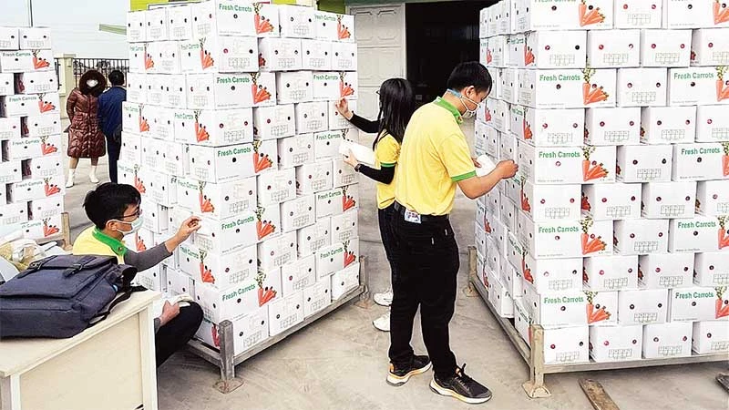 Hoạt động xuất khẩu cà rốt ở huyện Cẩm Giàng, Hải Dương. (Ảnh QUỐC VINH)