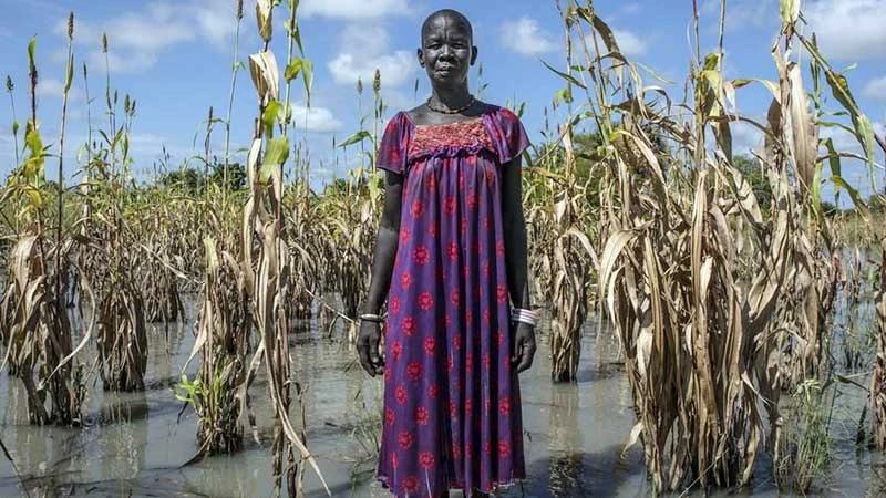 Lũ lụt phá hủy mùa màng ở Nam Sudan. (Ảnh WFP)