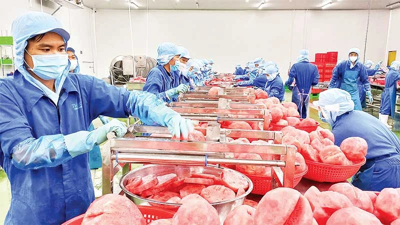 Chế biến dưa hấu tại Công ty cổ phần công nghiệp thực phẩm Thabico Tiền Giang (huyện Chợ Gạo).