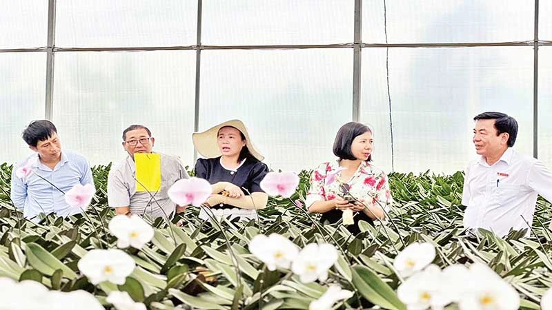 Vườn lan Hồ Điệp của gia đình chị Diệp Hồng Trang trồng tại xã Lương Sơn, huyện Ninh Sơn (Ninh Thuận), mỗi năm lãi 1,8 tỷ đồng.