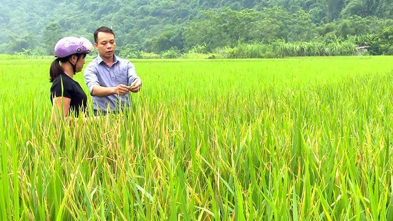 Cán bộ Trung tâm Dịch vụ nông nghiệp huyện Lâm Bình (Tuyên Quang) hướng dẫn người dân các biện pháp phòng, trừ sâu bệnh trên cây lúa. (Ảnh HÀ KHÁNH)