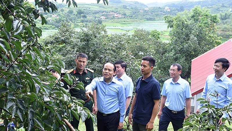 Đồng chí Nguyễn Quốc Đoàn cùng đoàn công tác của tỉnh khảo sát mô hình trồng cây hồng tại thôn Bản Lành, xã Hòa Cư, huyện Cao Lộc, Lạng Sơn. (Ảnh ĐÌNH QUANG)