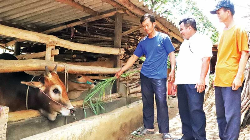 Đồng chí Nguyễn Văn Tâm (giữa) thăm mô hình chăn nuôi bò của gia đình anh Thào Sè Lúa ở thôn Ea Uôl.