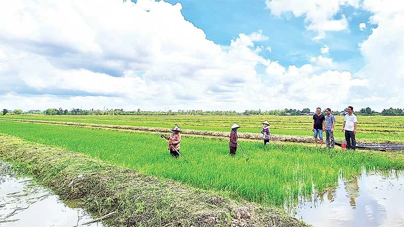 Nông dân xã Trần Hợi, huyện Trần Văn Thời xuống giống đợt đầu đúng thời vụ nên lúa phát triển tốt.