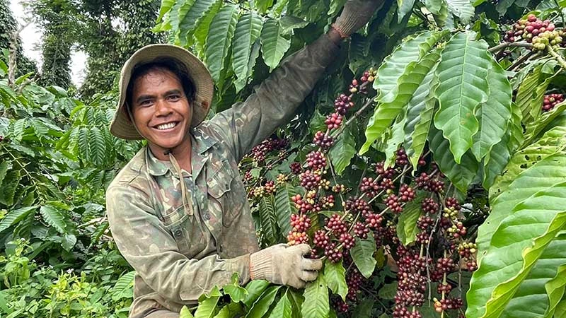 Nông dân Đắk Lắk thu hoạch cà-phê niên vụ 2023-2024.