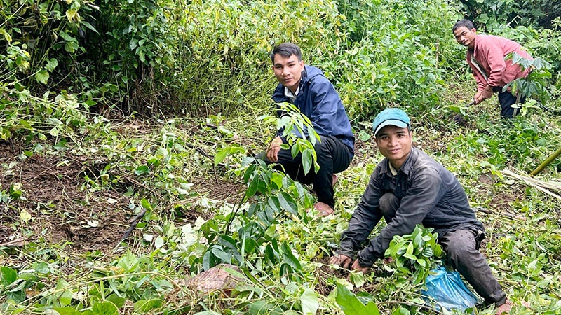 Nhận cây giống có giá trị kinh tế cao như quế, giổi, cây ăn quả, nhiều hộ dân xã Trà Cang, huyện Nam Trà My (Quảng Nam) trồng cây trên rẫy, vườn nhà với hy vọng sẽ có thêm thu nhập sau nhiều năm chăm sóc.