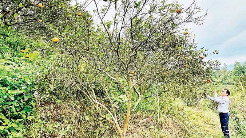 Một vườn cam bị bệnh tại thị trấn Nông trường Trần Phú, huyện Văn Chấn.