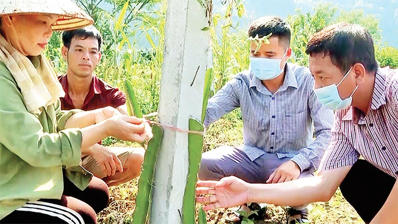 Cán bộ xã Hùng An (Bắc Quang) hướng dẫn người dân trồng cây ăn quả. (Ảnh HỒNG CỪ)