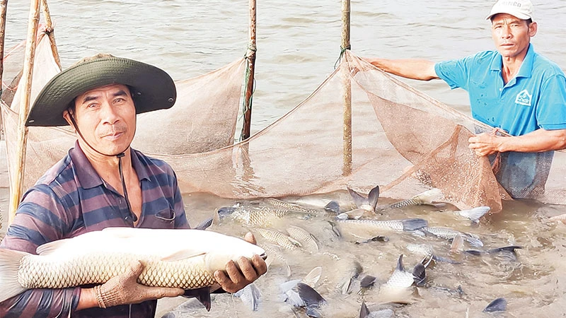 Mô hình nuôi cá trong ao bán nổi ở xã Bình Định, huyện Kiến Xương là cách làm sáng tạo trong phát triển nông nghiệp bền vững, có giá trị gia tăng cao.