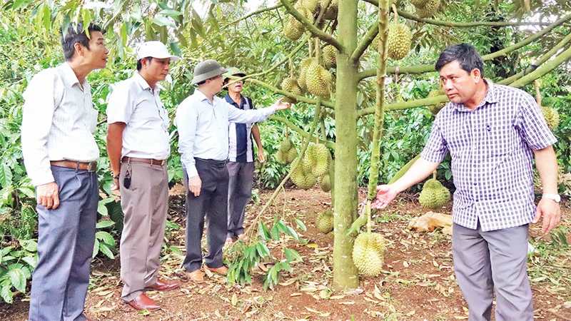 Tổng diện tích cây sầu riêng của tỉnh Đắk Lắk đã được Tổng cục Hải quan Trung Quốc phê duyệt và đang chờ phê duyệt cấp mã số vùng trồng để xuất khẩu sang Trung Quốc là 5.078 ha.