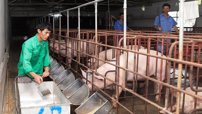 Chăm sóc đàn lợn tại trang trại ở huyện Đông Anh, Hà Nội.