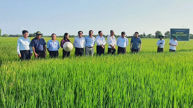 Mô hình sản xuất lúa tại tỉnh Trà Vinh. (Ảnh ĐỖ TUẤN)