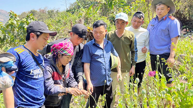 Cơ quan chức năng triệt xóa vườn trồng trái phép cây thuốc phiện tại bản Mé, xã Tà Tổng (huyện Mường Tè, tỉnh Lai Châu).
