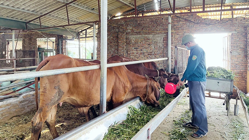 Mô hình nuôi bò trên nền đệm lót sinh học của nông dân huyện Sông Lô (Vĩnh Phúc).