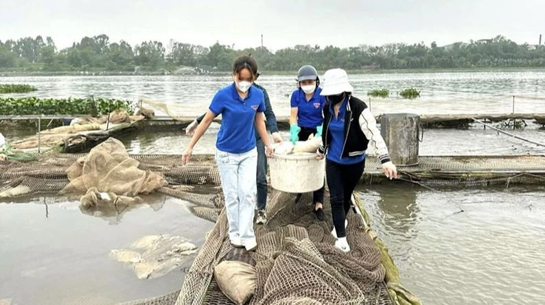 Đoàn Thanh niên thành phố Hải Dương hỗ trợ các hộ nuôi cá thu dọn, xử lý cá chết.