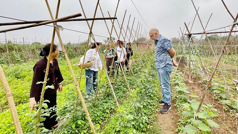 Du khách trải nghiệm tour du lịch nông nghiệp xanh tại Long Biên, Hà Nội.