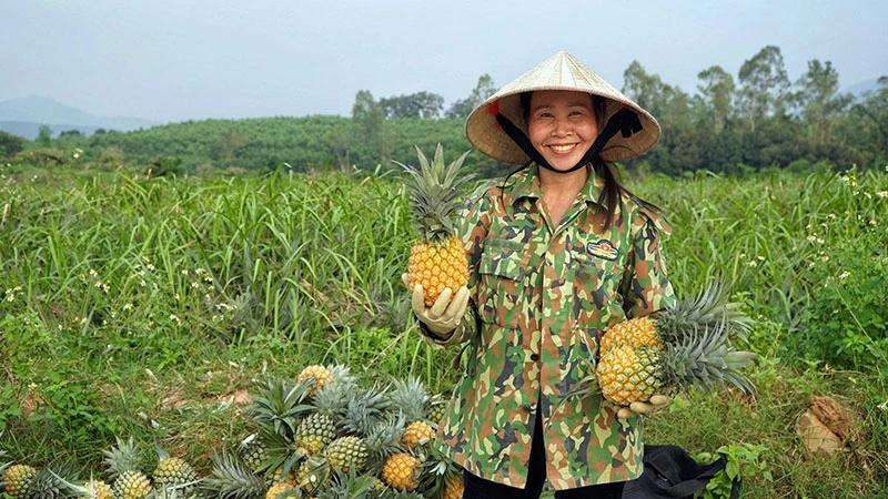 Nông dân Quỳnh Lưu phấn khởi thu hoạch dứa.