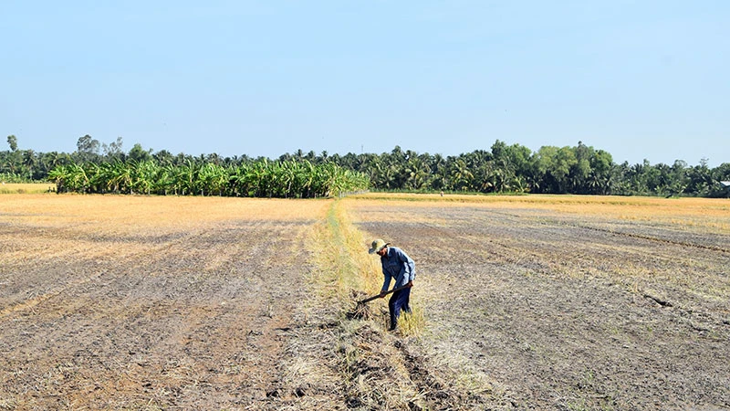 Cánh đồng tại xã Thạnh Nhựt, huyện Gò Công Tây (Tiền Giang) khô cằn do ảnh hưởng của hạn hán, xâm nhập mặn. (Ảnh NGUYỄN SỰ)