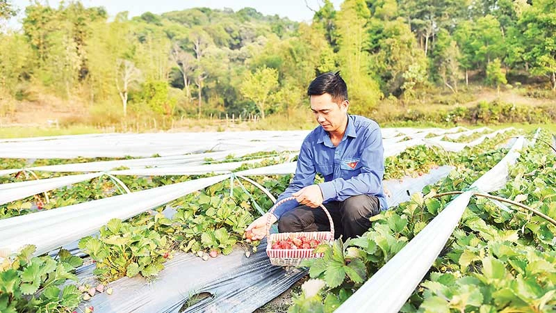Anh Hoàng Văn Dán thu hoạch dâu tây tại vườn. (Ảnh MỸ HÀ)