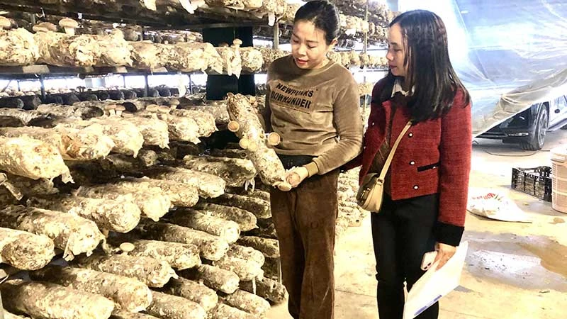 Trồng nấm hữu cơ tại Công ty TNHH Hà Lâm Phong, thị xã Sa Pa, tỉnh Lào Cai.