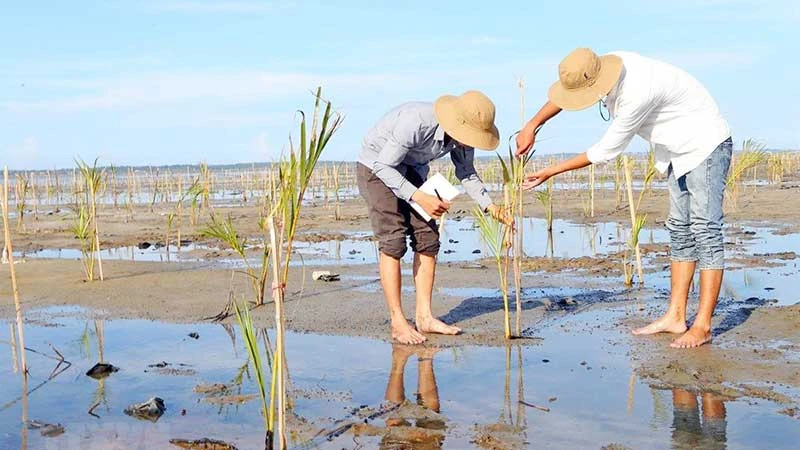 Trồng rừng ngập mặn ven biển tại tỉnh Thừa Thiên Huế. (Ảnh HỒ CẦU)