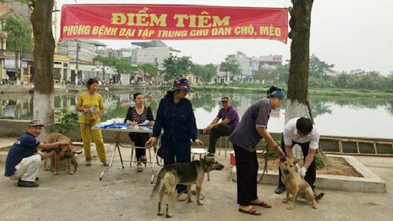 Tiêm vắc-xin phòng bệnh dại cho chó tại huyện Thanh Trì (Hà Nội).