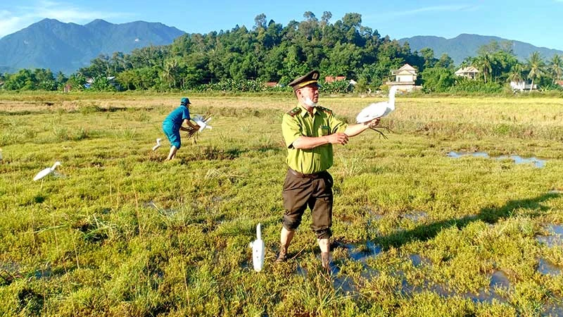 Lực lượng chức năng huyện Phú Lộc (Thừa Thiên Huế) thu giữ phương tiện bẫy chim hoang dã của các đối tượng vi phạm. (Ảnh: PHÚ BỬU)