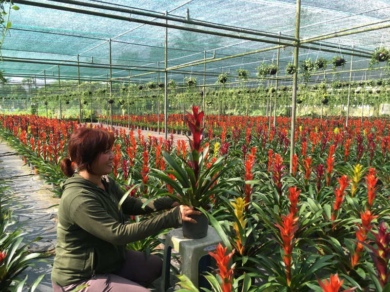 Bà Nguyễn Thị Nga ở Bến Tre ứng dụng công nghệ cao trong sản xuất hoa treo để cung ứng cho thị trường. (Ảnh: HOÀNG TRUNG)