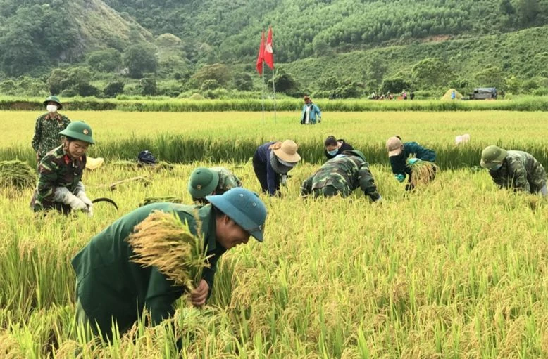 Cán bộ Binh đoàn 15 gặt lúa giúp nông dân huyện Lệ Thủy, tỉnh Quảng Bình.