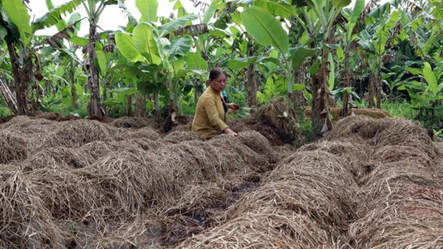 Sau khi rơm được ủ làm nấm rơm, người dân sẽ tận dụng để phủ gốc cây, tạo dinh dưỡng cho đất. (Ảnh: TTXVN)