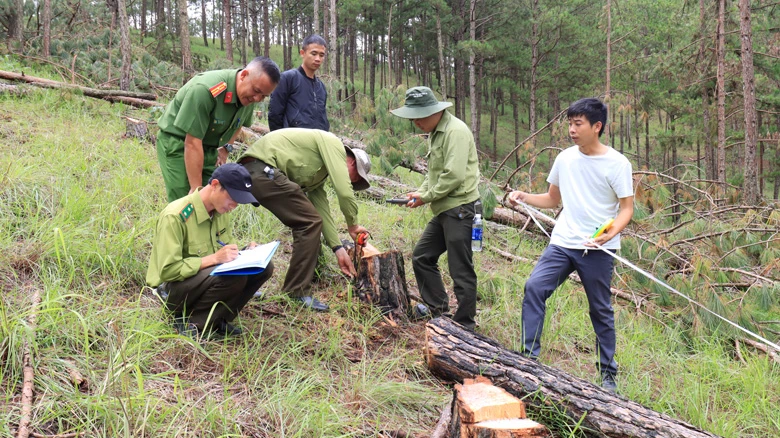 Lực lượng chức năng khám nghiệm hiện trường rừng thông bị cưa hạ trái phép tại Tiểu khu 144B, địa bàn Phường 8, thành phố Đà Lạt.