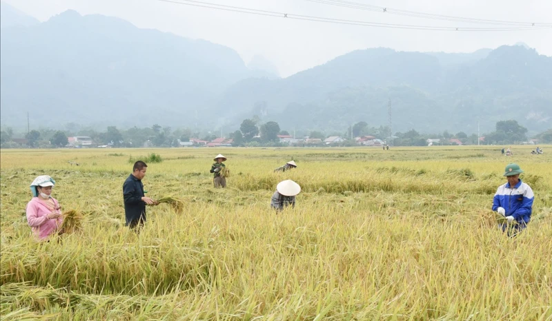 Thu hoạch lúa đặc sản tại huyện Phù Yên, tỉnh Sơn La. (Ảnh Quang Anh)