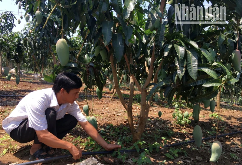 Diện tích cây ăn quả ở các xã của huyện Mai Sơn được người dân đầu tư hệ thống tưới ẩm tự động.
