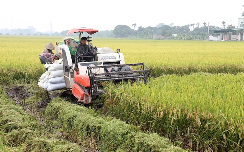 Người dân xã Tượng Lĩnh (huyện Kim Bảng) thu hoạch lúa.